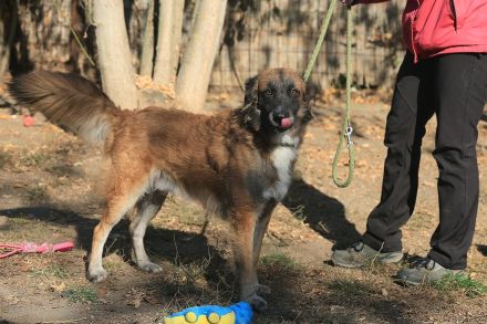 Cooper - ist ein netter Kerl