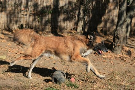 Cooper - ist ein netter Kerl