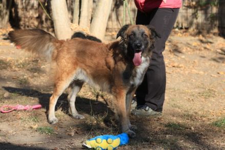 Cooper - ist ein netter Kerl