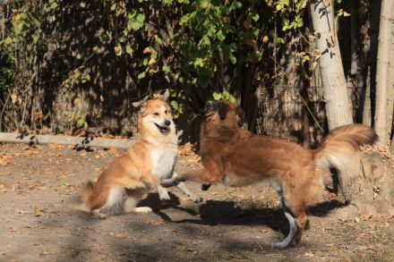 Cooper - ist ein netter Kerl