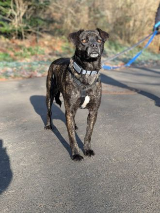 Bella - Wartet in 36199 Rotenburg