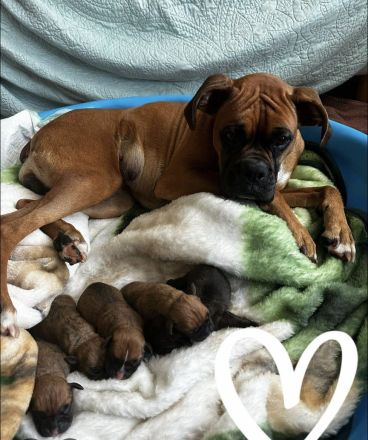 Reinrassige Boxer Welpen mit VDH Papiere suchen ein liebevolles zu Hause (WhatsApp: 0178 7499770)