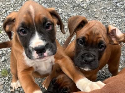 Reinrassige Boxer Welpen mit VDH Papiere suchen ein liebevolles zu Hause (WhatsApp: 0178 7499770)