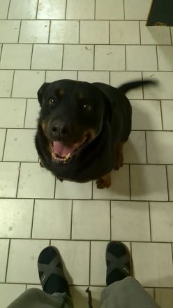 Rotti dame