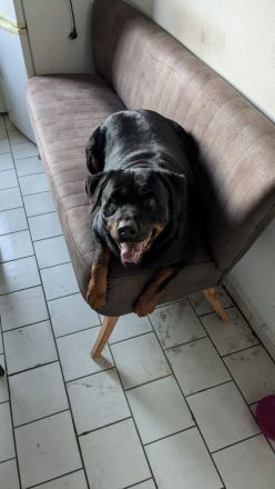 Rotti dame