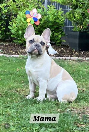 Französische Bulldoggen Welpen