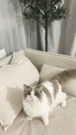 Radgoll Kater