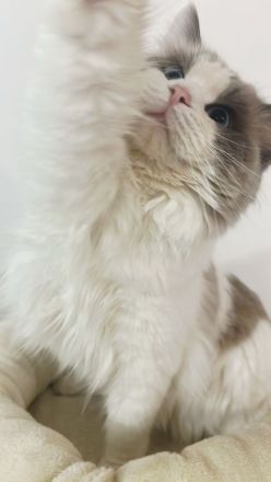 Radgoll Kater