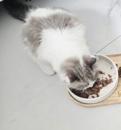 Radgoll Kater