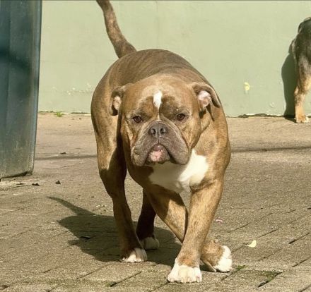 Old frenglish Bulldog , alternativ Bulldogge ( Frenchie x OEB ) Welpen mit Papieren