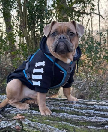 Old frenglish Bulldog , alternativ Bulldogge ( Frenchie x OEB ) Welpen mit Papieren