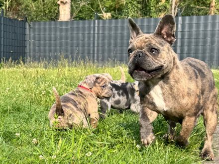 Old frenglish Bulldog , alternativ Bulldogge ( Frenchie x OEB ) Welpen mit Papieren