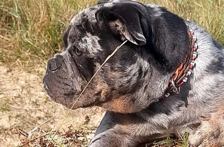 Old frenglish Bulldog , alternativ Bulldogge ( Frenchie x OEB ) Welpen mit Papieren