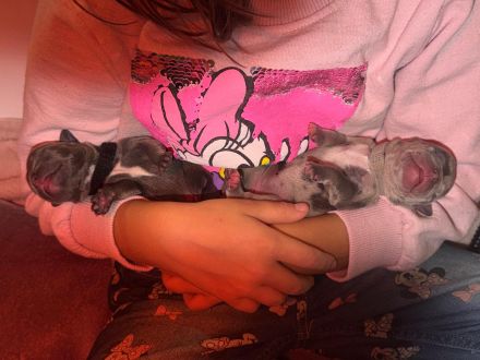 Old frenglish Bulldog , alternativ Bulldogge ( Frenchie x OEB ) Welpen mit Papieren