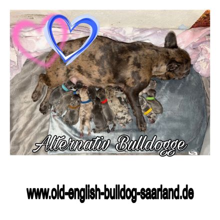 Old frenglish Bulldog , alternativ Bulldogge ( Frenchie x OEB ) Welpen mit Papieren