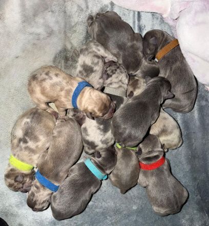 Old frenglish Bulldog , alternativ Bulldogge ( Frenchie x OEB ) Welpen mit Papieren