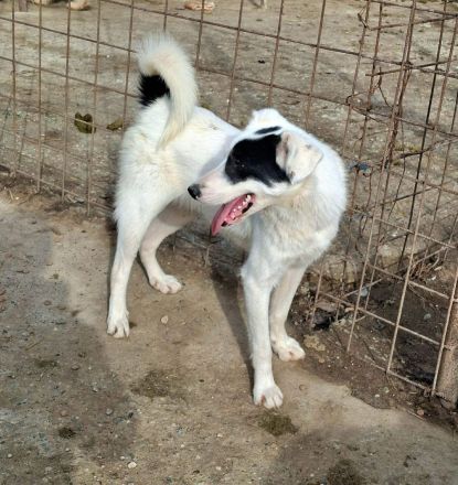 Oreo sucht sein Für-immer-Zuhause