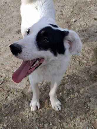 Oreo sucht sein Für-immer-Zuhause