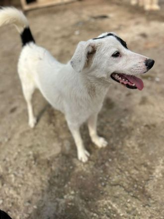 Oreo sucht sein Für-immer-Zuhause