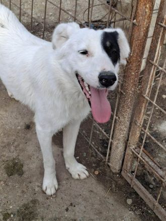 Oreo sucht sein Für-immer-Zuhause