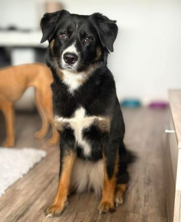 Kiara in 92318 Neumarkt sucht ihr Für-immer-Zuhause