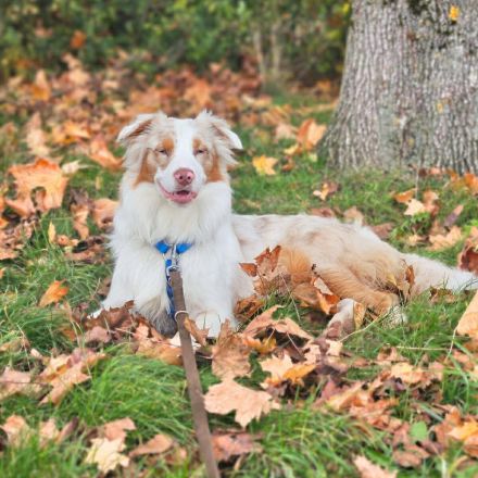 Happy in 74736 Hardheim sucht sein Für-immer-Zuhause