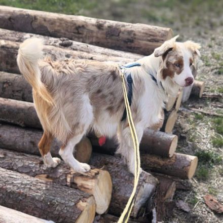 Happy in 74736 Hardheim sucht sein Für-immer-Zuhause