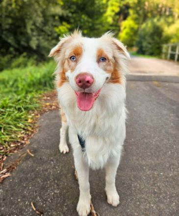 Happy in 74736 Hardheim sucht sein Für-immer-Zuhause