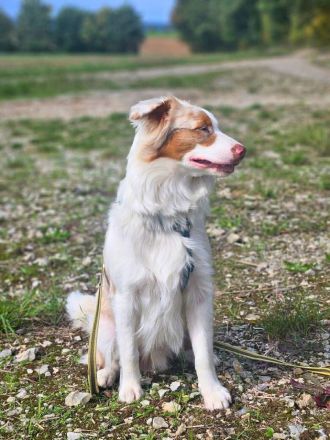 Happy in 74736 Hardheim sucht sein Für-immer-Zuhause