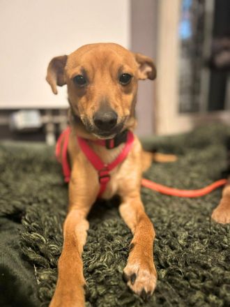 Charlie und Ivan in 63069 Offenbach, Fiby in 23858 Reinfeld suchen ihr Für-immer-Zuhause