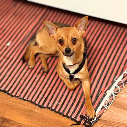 Charlie und Ivan in 63069 Offenbach, Fiby in 23858 Reinfeld suchen ihr Für-immer-Zuhause