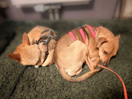 Charlie und Ivan in 63069 Offenbach, Fiby in 23858 Reinfeld suchen ihr Für-immer-Zuhause