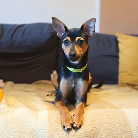 Charlie und Ivan in 63069 Offenbach, Fiby in 23858 Reinfeld suchen ihr Für-immer-Zuhause