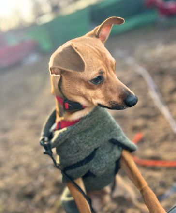 Charlie und Ivan in 63069 Offenbach, Fiby in 23858 Reinfeld suchen ihr Für-immer-Zuhause