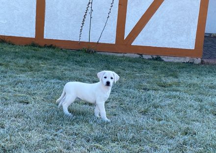 Wurfplanung Labradorwelpen snowwhite/ Abgabe Ende April 2026