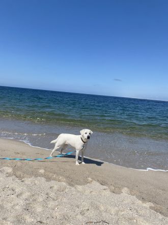 Wurfplanung Labradorwelpen snowwhite/ Abgabe Ende April 2026