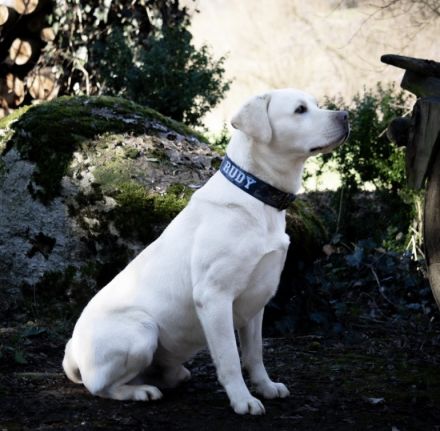 Wurfplanung Labradorwelpen snowwhite/ Abgabe Ende April 2026