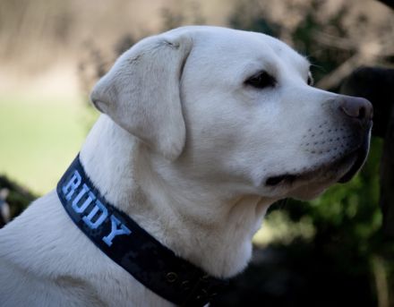 Wurfplanung Labradorwelpen snowwhite/ Abgabe Ende April 2026