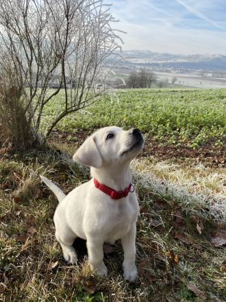 Wurfplanung Labradorwelpen snowwhite/ Abgabe Ende April 2026