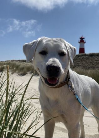 Wurfplanung Labradorwelpen snowwhite/ Abgabe Ende April 2026