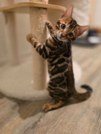 Bengalkatze Kitten Kater