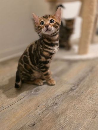 Bengalkatze Kitten Kater