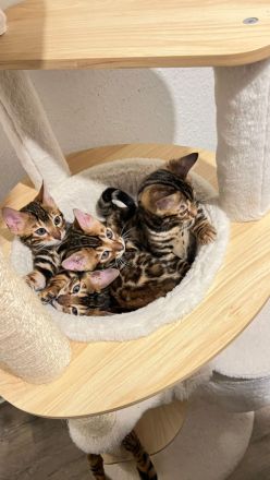 Bengalkatze Kitten Kater