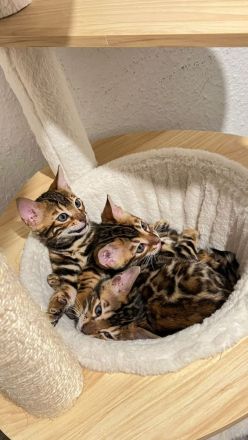 Bengalkatze Kitten Kater