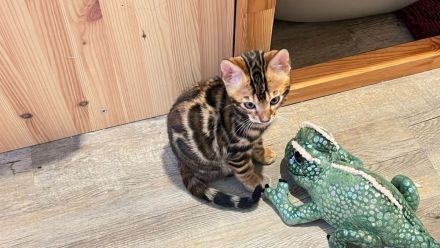 Bengalkatze Kitten Kater