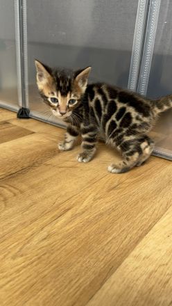 Bengalkatze Kitten Kater