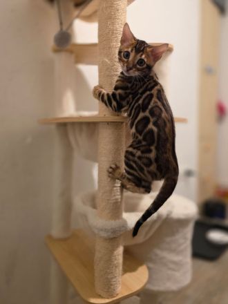 Bengalkatze Kitten Kater