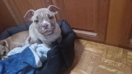 Süßer  Balu  sucht  sein neues  Zuhause