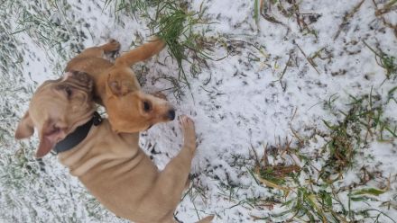 Blau sucht ein neues  Zuhause