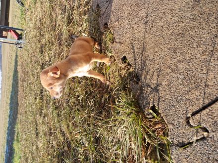 Blau sucht ein neues  Zuhause